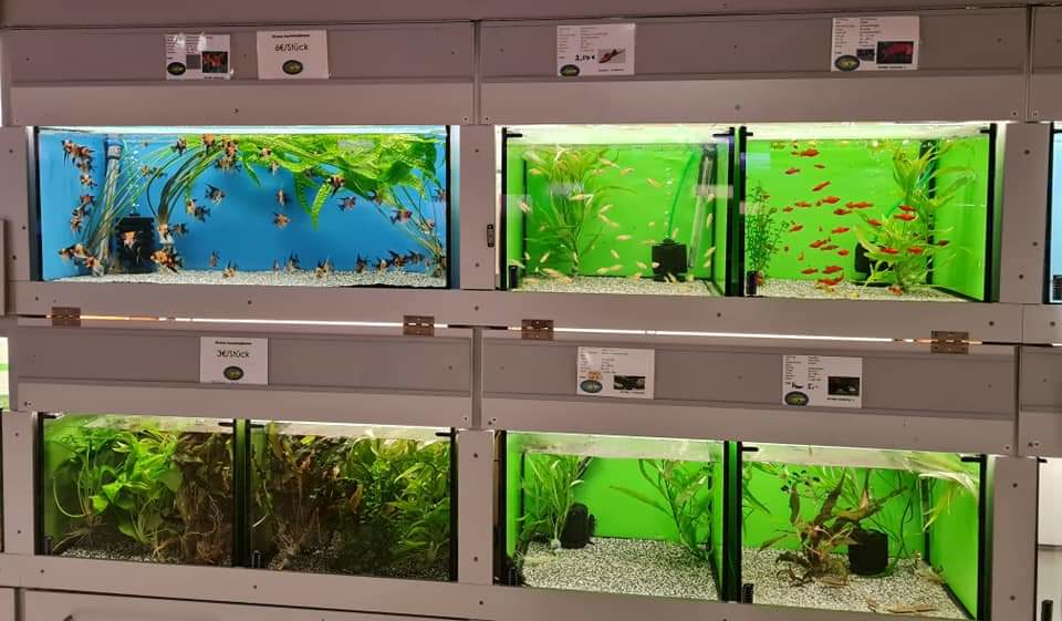 Fische und Pflanze in Aquarium