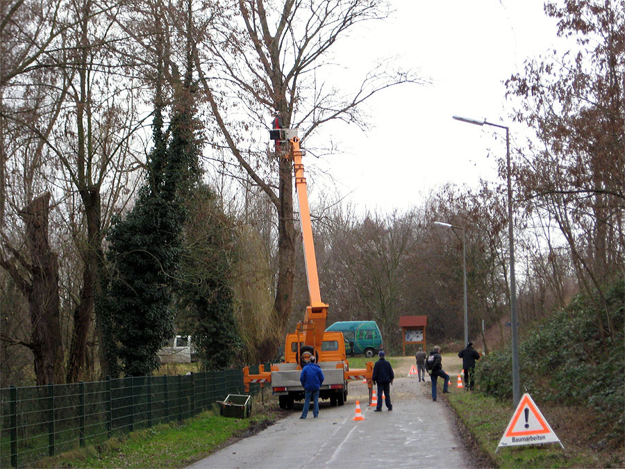 Baumschnitt mit Hebebühne