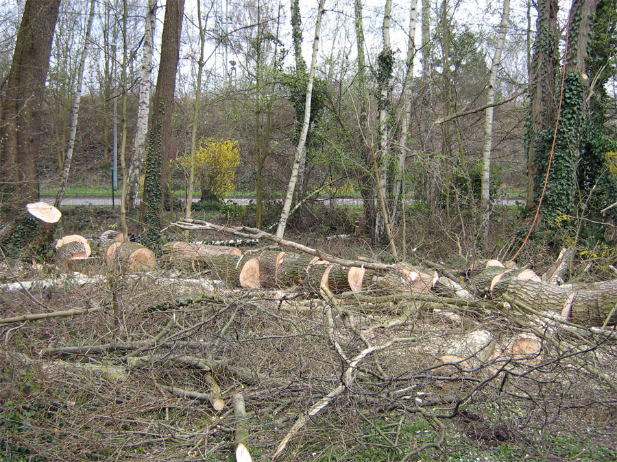 zersägter Baumstamm