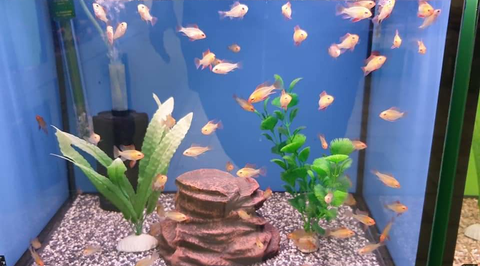 Schmetterlingsbuntbarsche, albino, im Aquarium